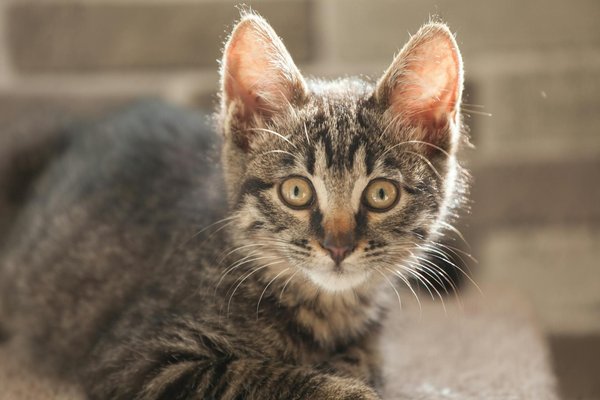 Etagères pour chats : offrez-leur un espace d'exploration