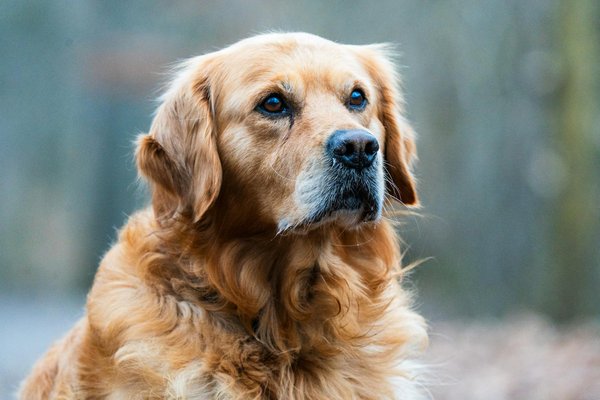 Pâtée pour chien de race : quelle différence ?