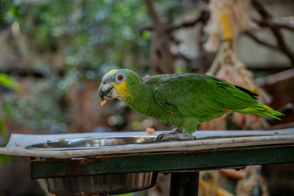 Liste complète des races de chiens : trouvez votre partenaire idéal